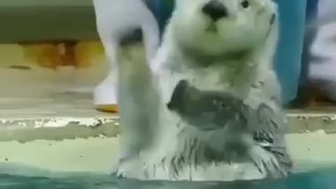 🙏❤🎉🎉🎉🎊🎊🎊️SWEET AND CUTE PETS SHOTS 🙏❤️❤️🎉🎉🎉🎊🎊🎊