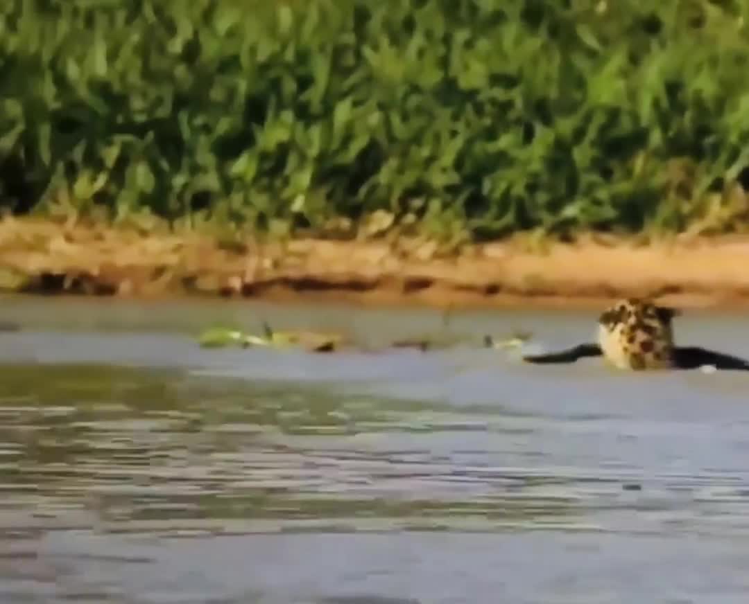 Leopard wants Gator Tail