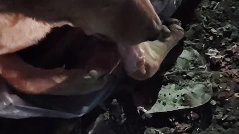 Dog finish fully raw chicken plate