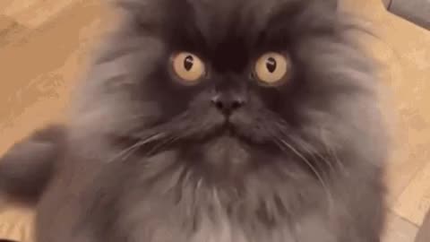 Cute Cat Gif