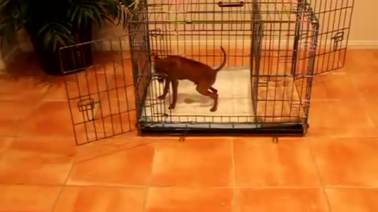 Potty Training Puppy in an Apartment