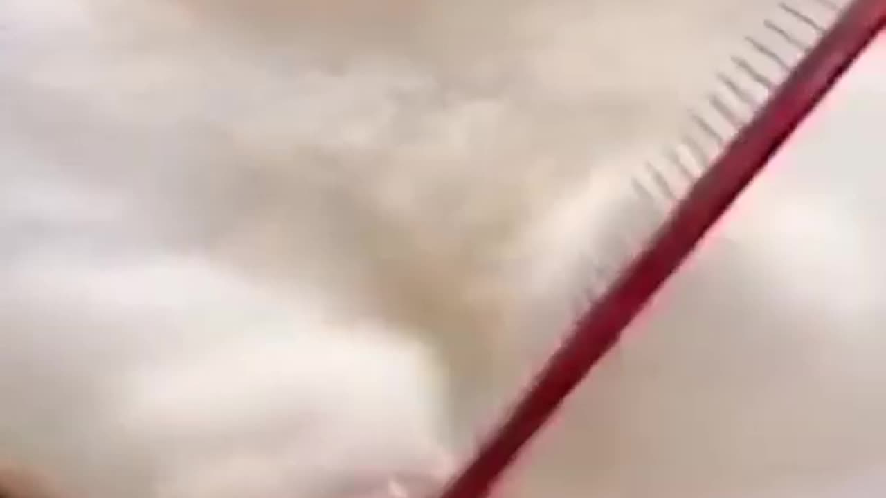 bubble bath puppies and other funny puppy videos