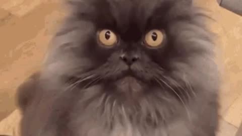 Cute Cat Gif