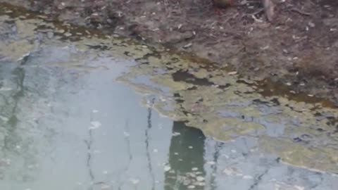 The duck is sweaming in the channel.