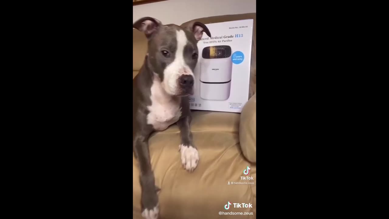 Funny animals - Funny cats / dogs Part -11