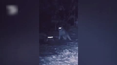 awesome fight between coyote and canada lynx