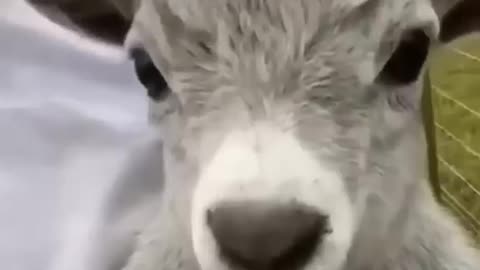 funny animals video 2023