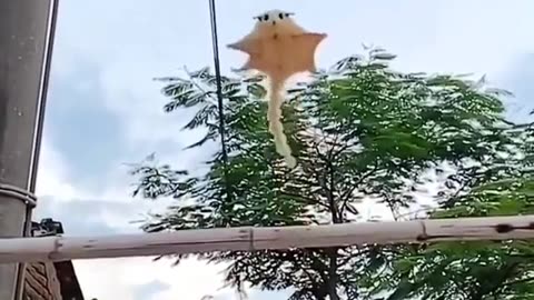 cute animal