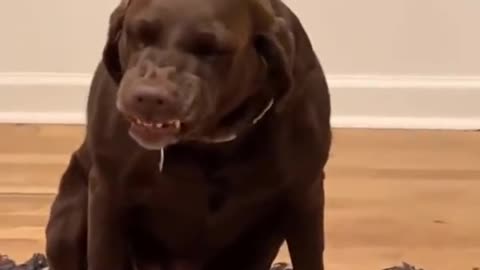 You will laugh in 10 seconds - top funny dog videos of the week