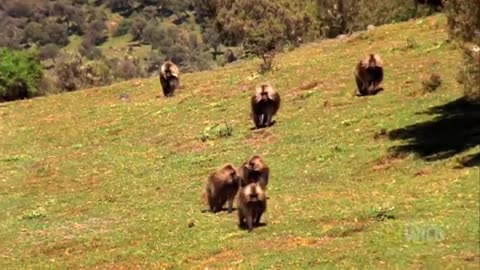 Gelada vs. Gelada | World's Deadliest