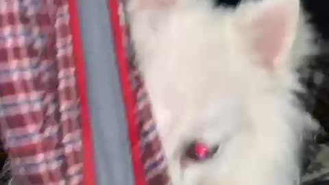 Dog video