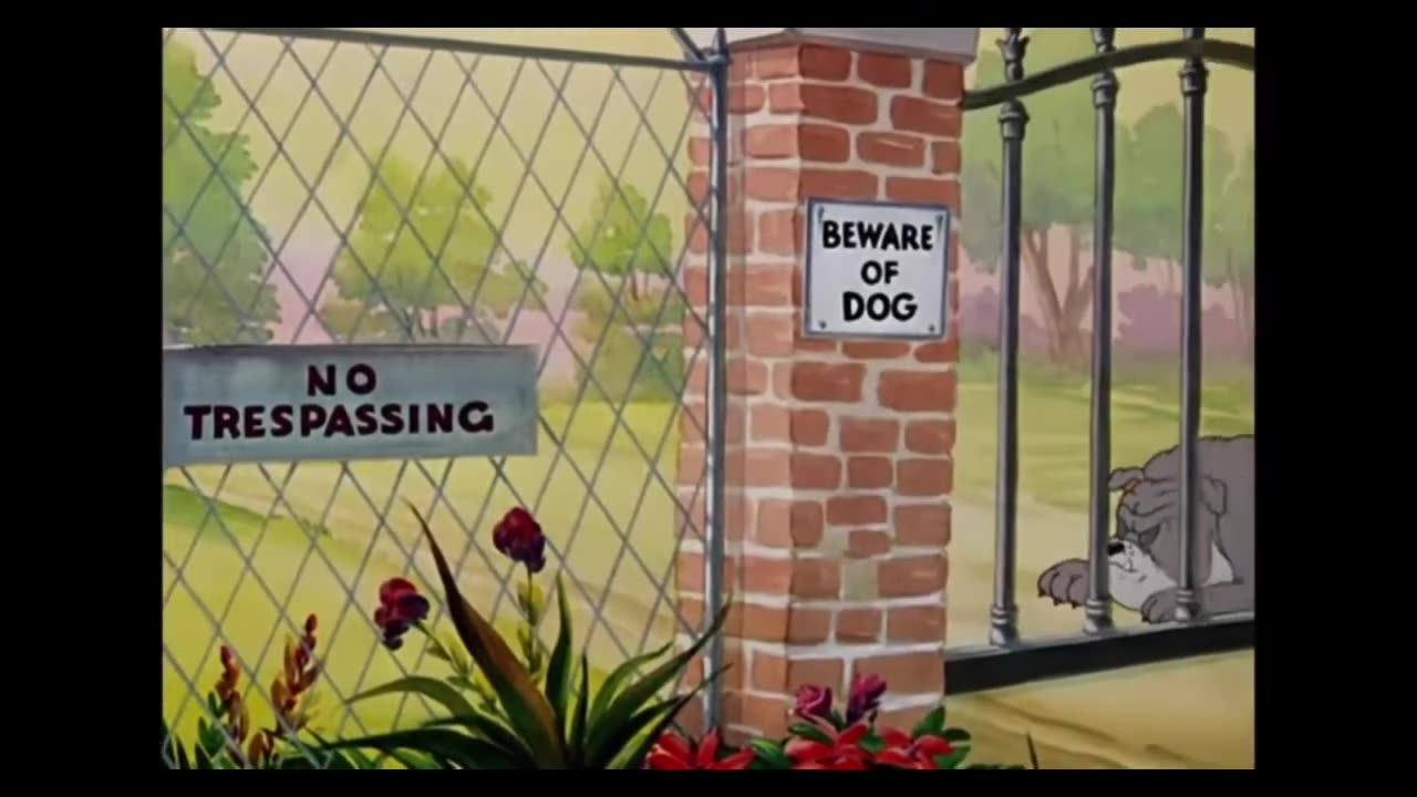 Tom ||| Funny moments with Tom ||| Funny animals