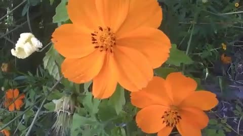 Very pretty orange Cosmos flower [Nature & Animals]