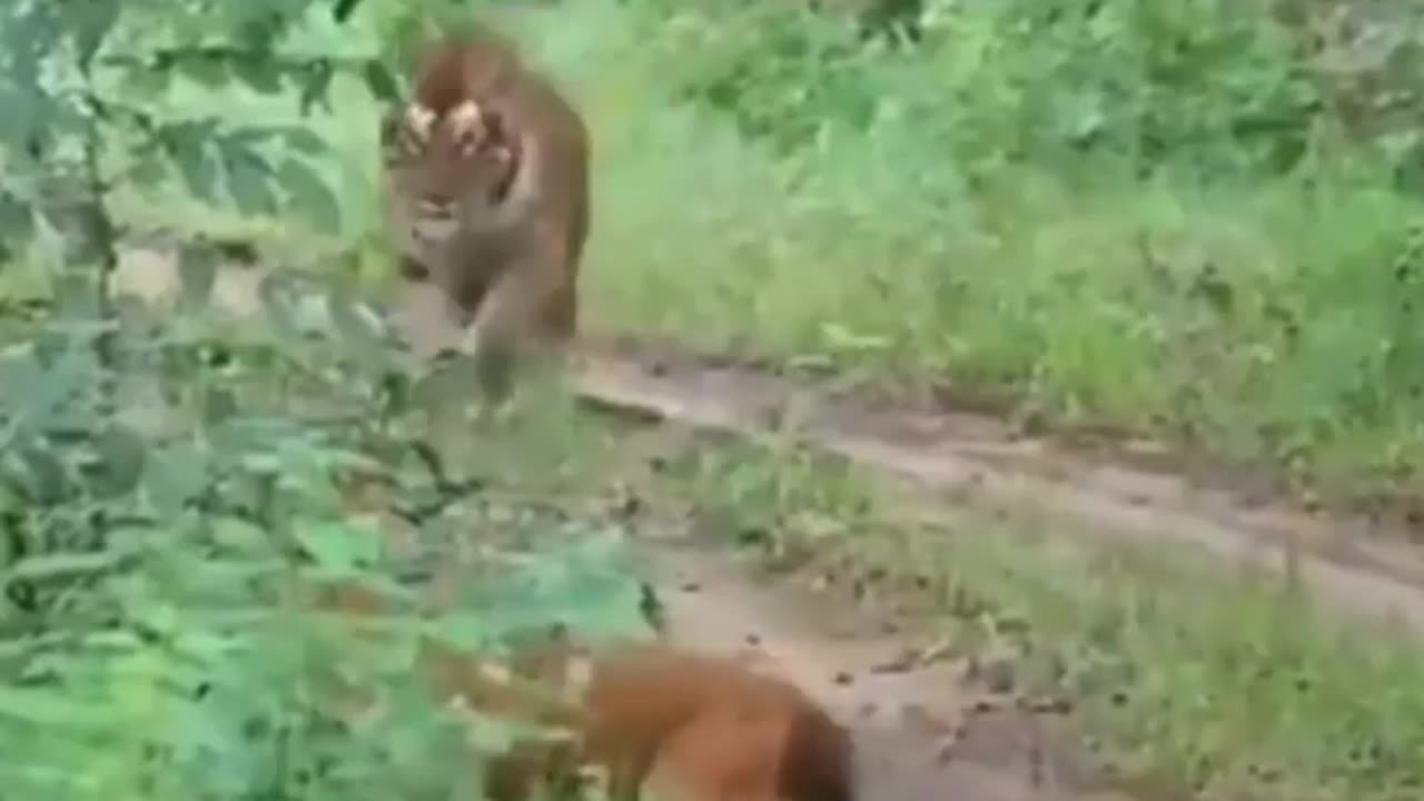 Wildlife is in closer view with a natural perspective.
