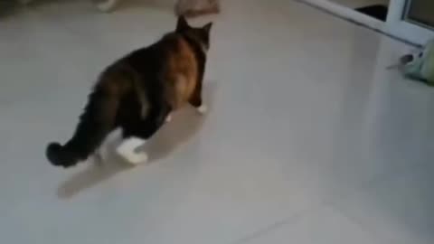 Pets Gone Wild! The Funniest Cat & Dog Moments You’ll Ever See 🐕🐱