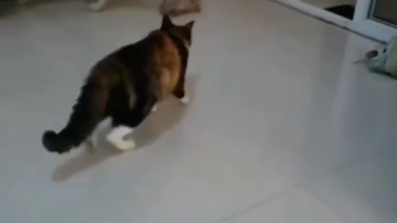 Pets Gone Wild! The Funniest Cat & Dog Moments You’ll Ever See 🐕🐱