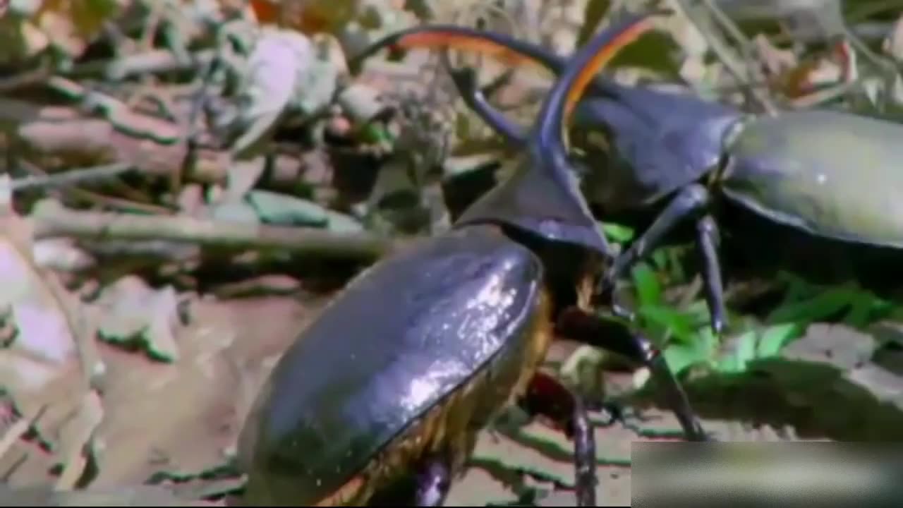 fight between beetle