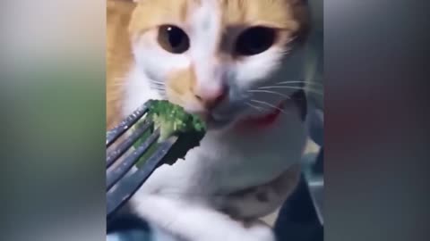 Funniest Animals 2023 😂 | Funniest Cats and Dogs 😸🐶 | Part 01