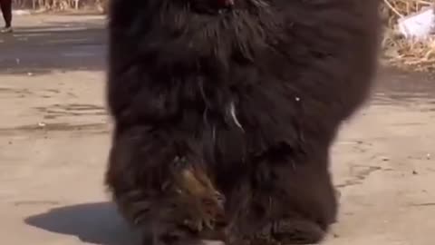 Funny dog