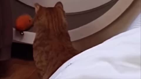 Try Not To Laugh Dogs And Cats Part (2)