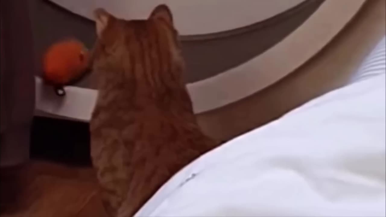 Try Not To Laugh Dogs And Cats Part (2)