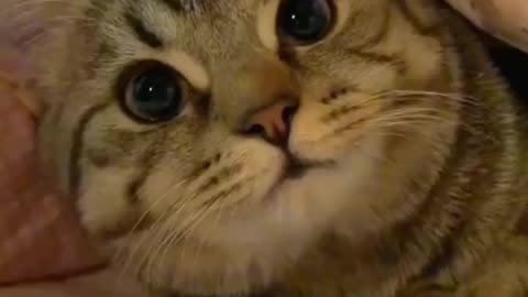 Funny Cat videos