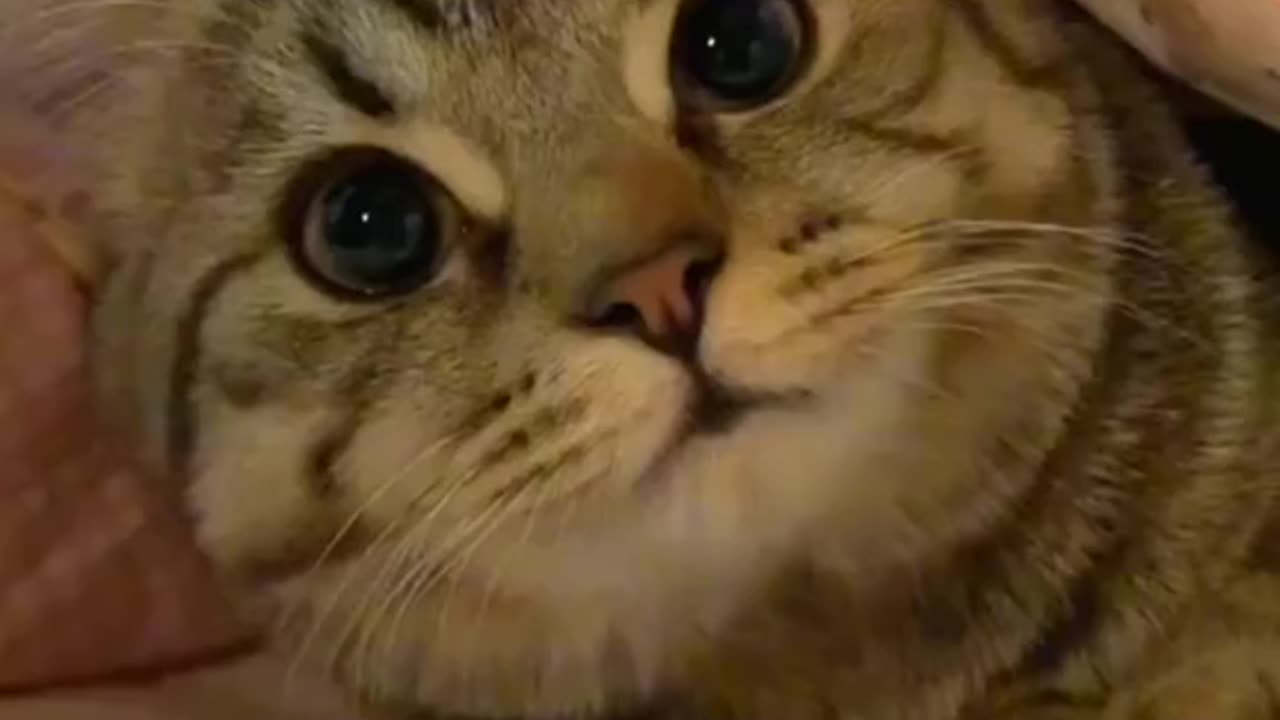Funny Cat videos