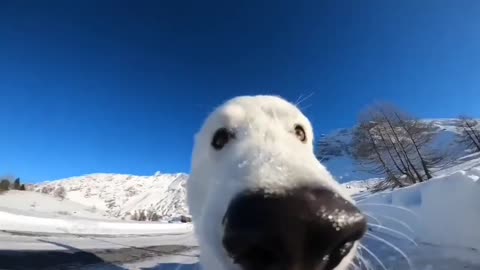 action camera on yummy