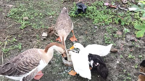 Duck, Ducklings and Hen are Eating