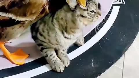 Funny video 2
