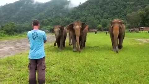 Animals reunited with owners after years