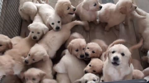 schwarm von golden retriver