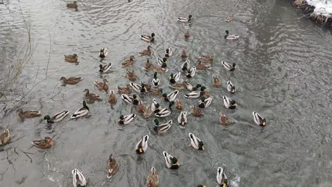 Flock of ducks