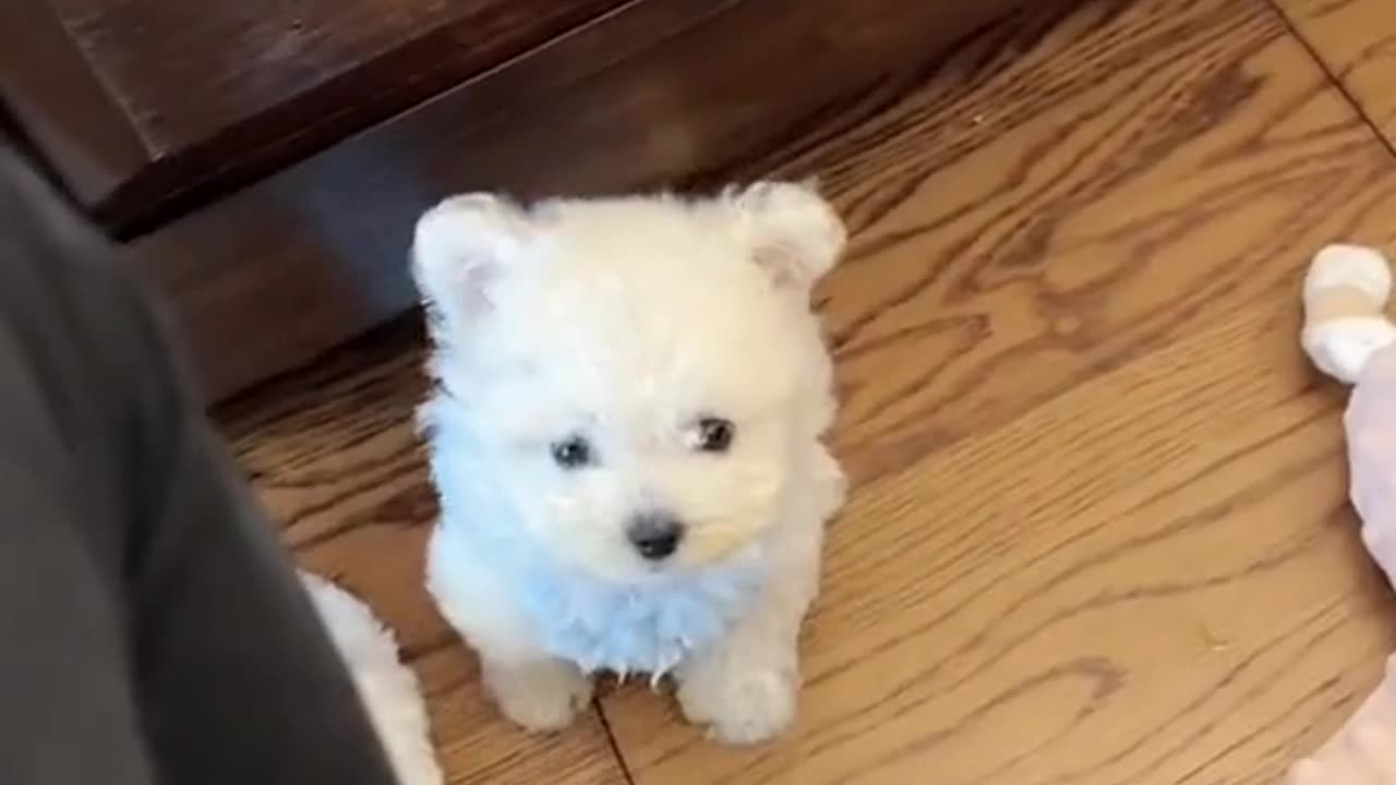 cute animal
