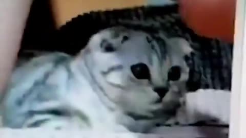OF Girl's Kitten