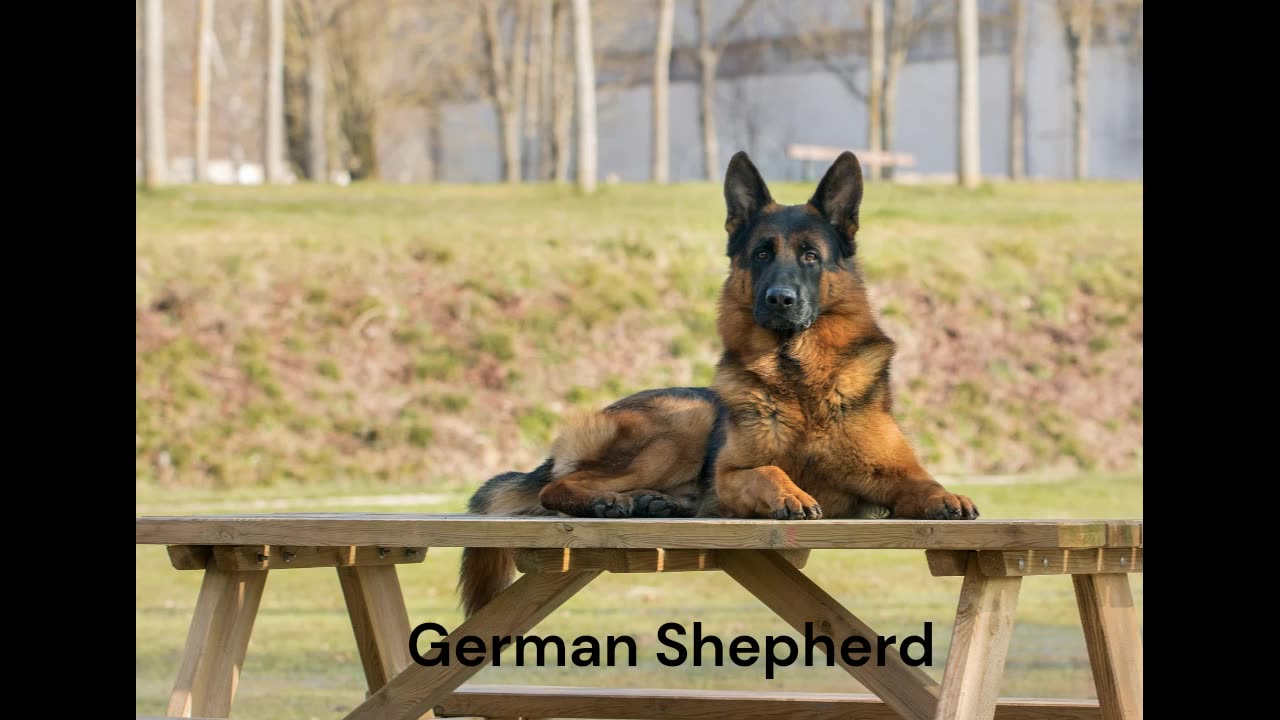 Dogs Sound Effects