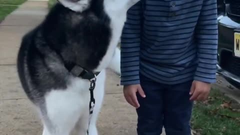 husky KISSES little brother!