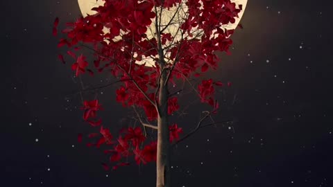 Amazing Moon