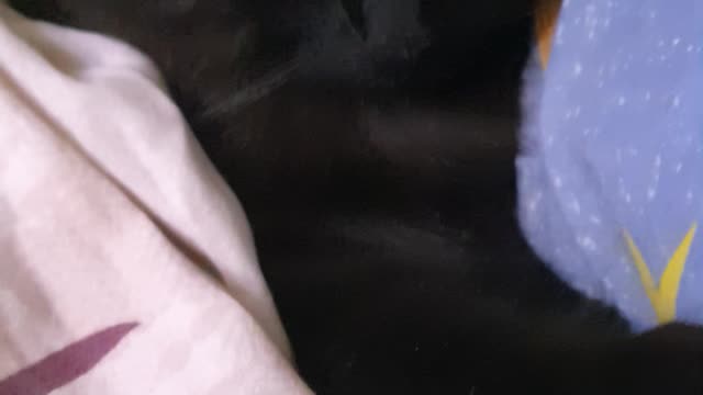 The young cat only sleeps in the bed. Definitely on a pillow and under a blanket.