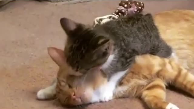 , the cat can understand human's kiss # # the cat
