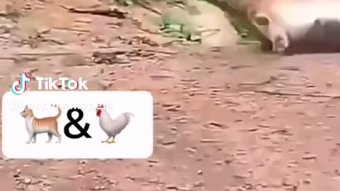 funny cat videos very funny videos