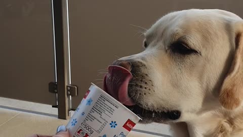 Sinus+yogurt