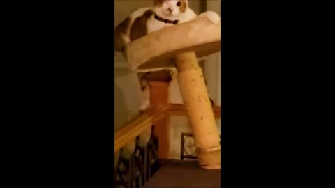 Funniest Animals 2024 😂 Funniest Cats and Dogs 🐱🐶 Part 11