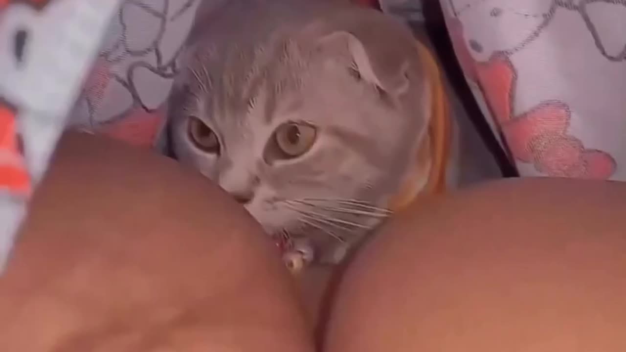 This cat was scared so i let him in