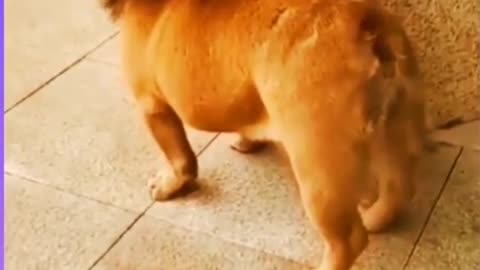 Funny Dog