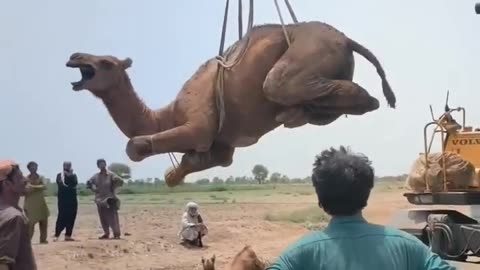 Heartbreaking Camel Rescue | Farmer Cuts Camel’s Leg | Shocking news of Animal Cruelty in Pakistan