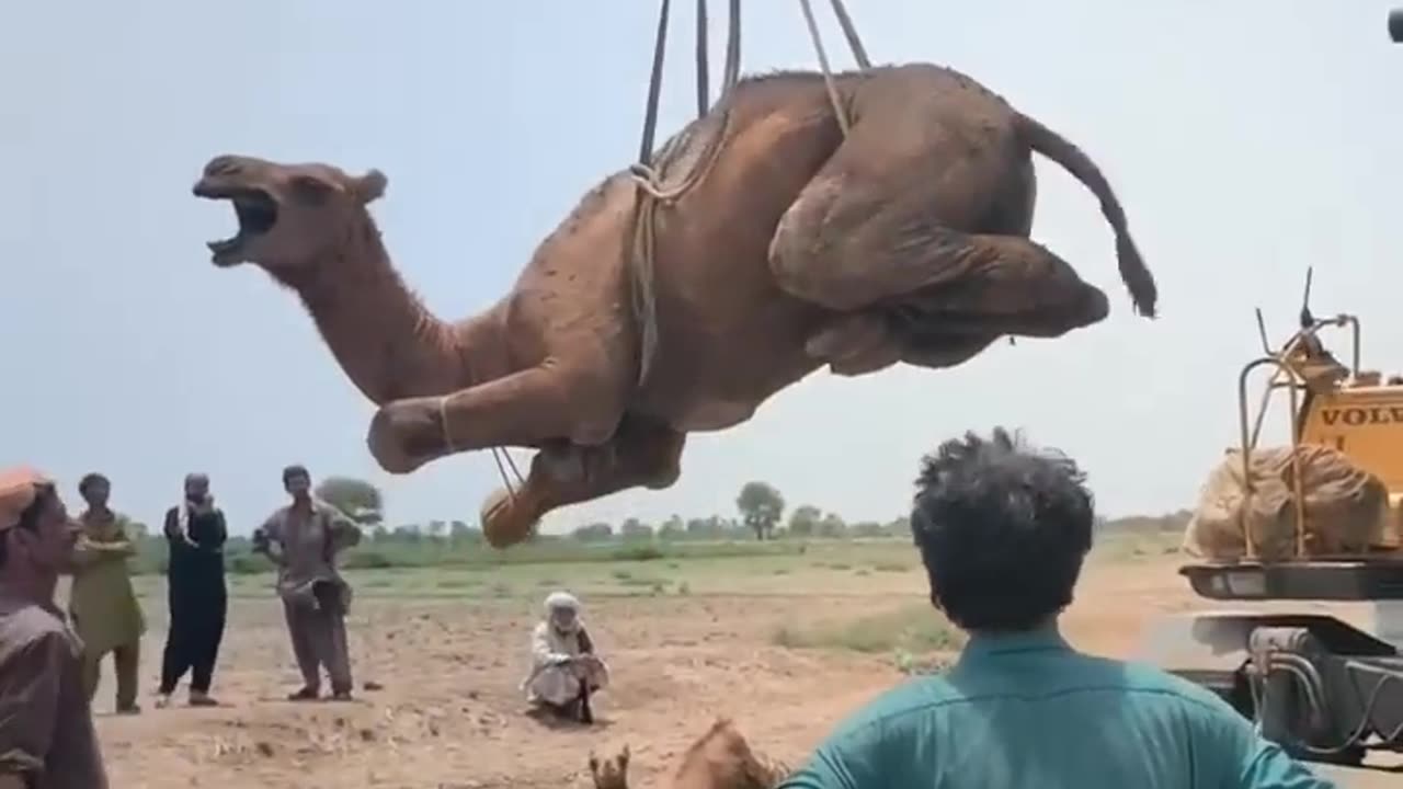 Heartbreaking Camel Rescue | Farmer Cuts Camel’s Leg | Shocking news of Animal Cruelty in Pakistan