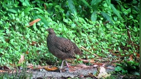 Blyth's Tragopan. this video is shooted at Eaglenest wildlife sanctuary. no. (3)