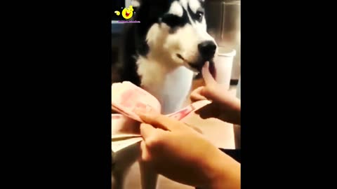 Cat and dogs funny video | Cat and dogs comedy Video 🤣🤣