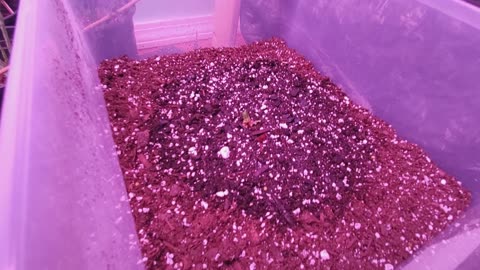 Growing Potatoes - Indoor Container Garden